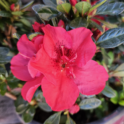 AZALEA ENCORE RED #3