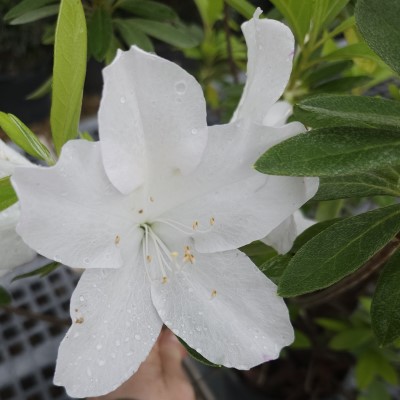 AZALEA WHITE #3