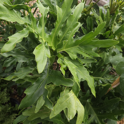 PHILODENDRON SPLIT LEAF #5