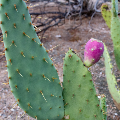 OPUNTIA COWS TONGUE #3