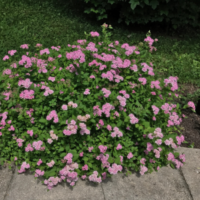 SPIREA PINK #3