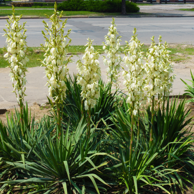 YUCCA FILAMENTOSA #3 #5