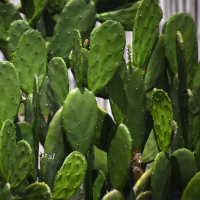 OPUNTIA SPINELESS #7
