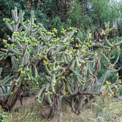 CACTUS OPUNTIA CHOLLA #7