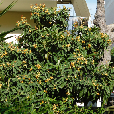 LOQUAT #5