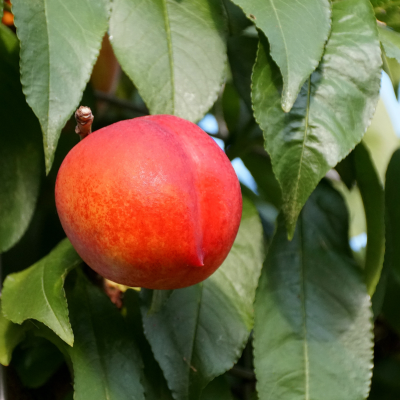 FRUIT NECTARINE #3 #5