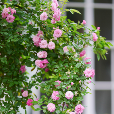 ROSE CLIMBING #5