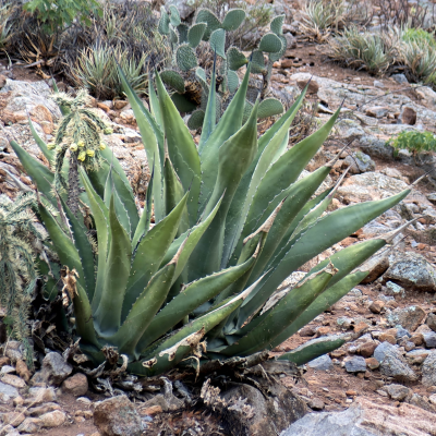 AGAVE CHRYSANTHA #7