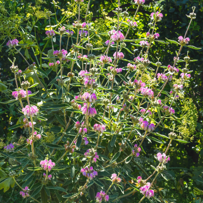 JERUSALEM SAGE PURPLE #5