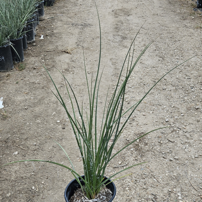 HESPERALOE LITTLE GIANT #5