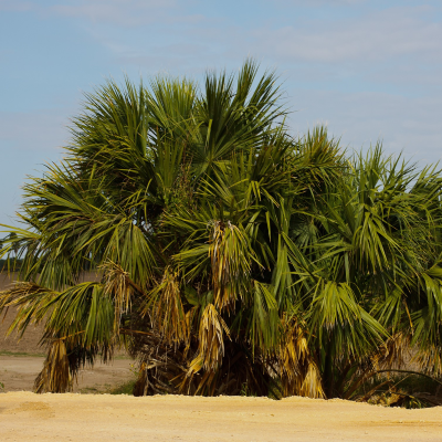 PALM TEXAS SABAL #7