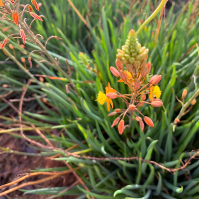 BULBINE ORANGE #1