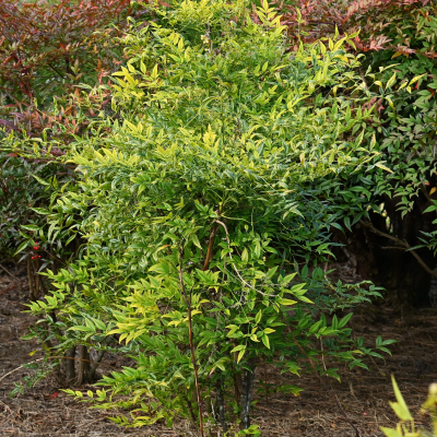 NANDINA DOMESTICA #7