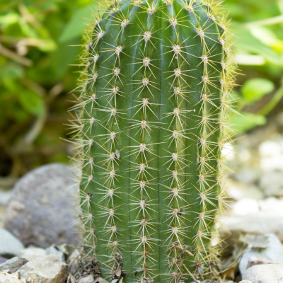 CACTUS TRICHOCEREUS #5