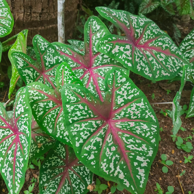 BEDDING CALADIUM 4"