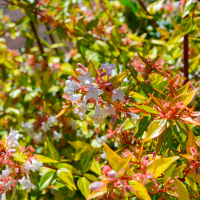 ABELIA KALEIDOSCOPE #5