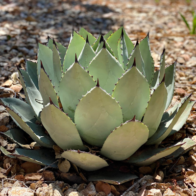 AGAVE ARTICHOKE #5