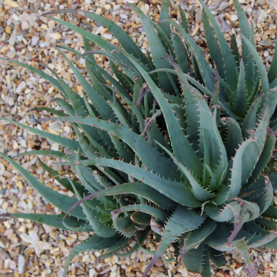 ALOE #5