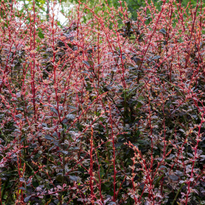 BARBERRY ROSEGLOW #5