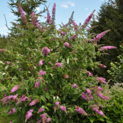 BUTTERFLY BUSH PINK #3