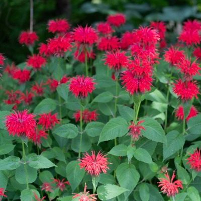 BEE BALM #2