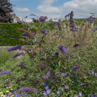 BUTTERFLY BUSH BLUE #3