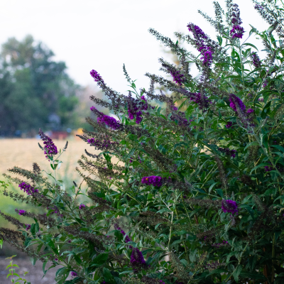 BUTTERFLY BUSH PURPLE #3