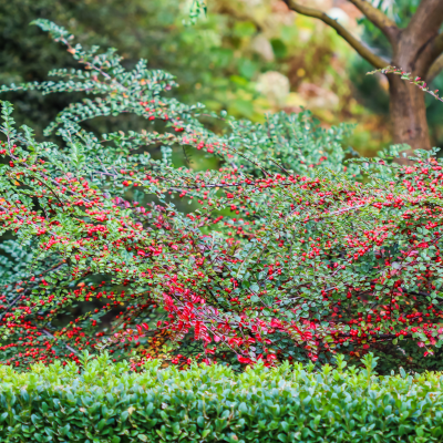 COTONEASTER #3