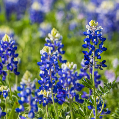 BEDDING 4" BLUEBONNET