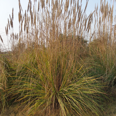 GRASS MUHLY DEER #3