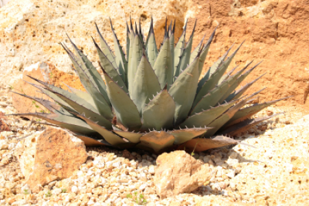 AGAVE PARRYI #7