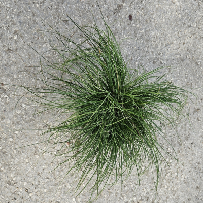 CAREX SEDGE TEXAS #1