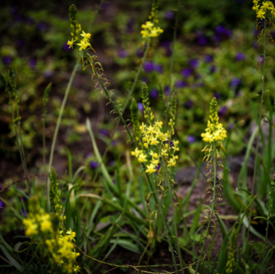 BULBINE YELLOW #1