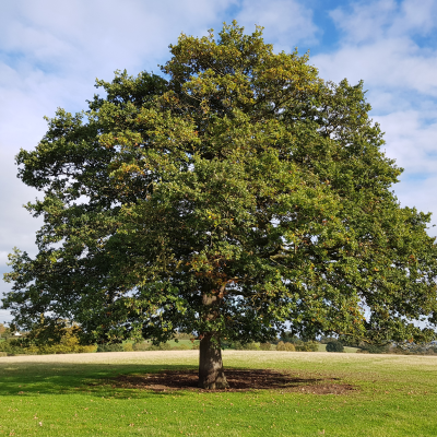 OAK BURR #45