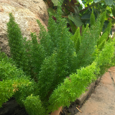 FERN FOXTAIL #5