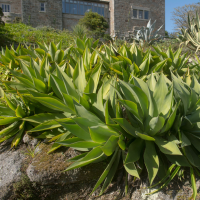 AGAVE GREEN #3