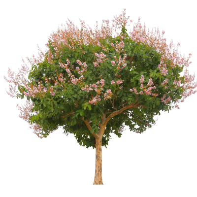 CREPE MYRTLE STANDARD #30