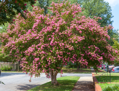 CREPE MYRTLE SIOUX #30