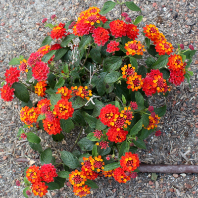 LANTANA DALLAS RED #1