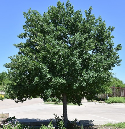 OAK LACEY #5