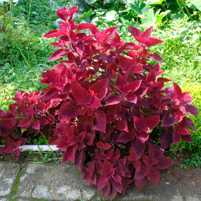 BEDDING COLEUS #1 6"