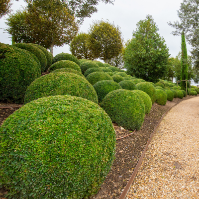 BOXWOOD GLOBE 36"