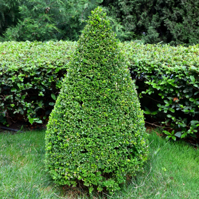 BOXWOOD CONE 4'