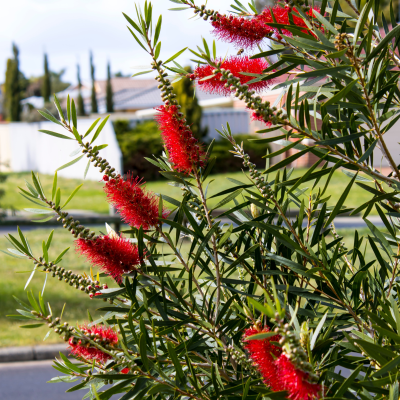 BOTTLEBRUSH #3