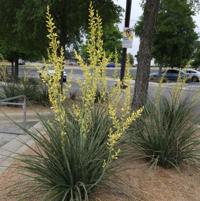 HESPERALOE YELLOW #7