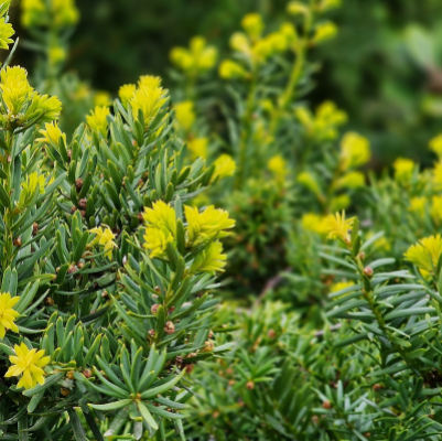 YEW TAXUS DARK GREEN SPREADER #5