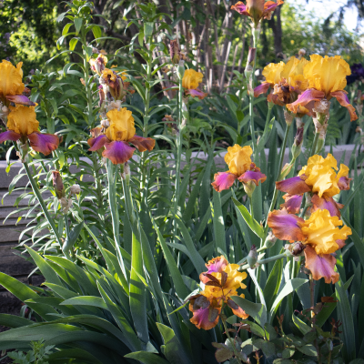 IRIS BEARDED #2