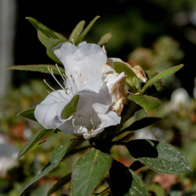 AZALEA ENCORE WHITE #3