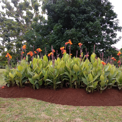 CANNA TROPICANA #1