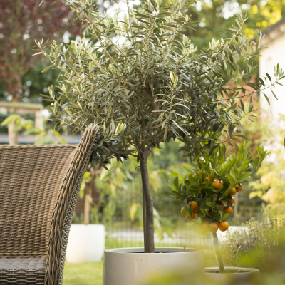 OLIVE DWARF PATIO TREE #2 8"